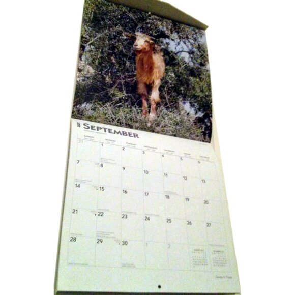 2025 Calendar, Goats in Trees, Monthly, 12" x 24" - Opened, Great Condition - Picture 10 of 15